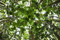 Licuala Fan Palm (Licuala ramsayi) forest, Daintree National Park, North Queensland, Queensland, Australia