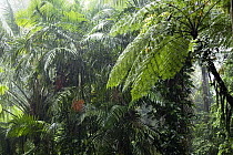 Rain in rainforest, Daintree National Park, North Queensland, Queensland, Australia