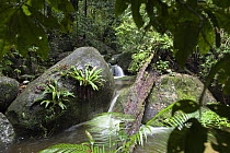 Creek in rainforest, Mossman Gorge, Daintree National Park, North Queensland, Queensland, Australia