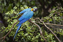 Blue and Yellow Macaw (Ara ararauna), South America