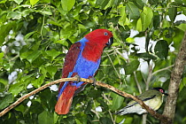 Eclectus Parrot (Eclectus roratus) female, Cape York Peninsula, North Queensland, Queensland, Australia