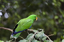 Eclectus Parrot (Eclectus roratus) male, Cape York Peninsula, North Queensland, Queensland, Australia