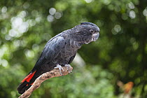 Red-tailed Black-Cockatoo (Calyptorhynchus banksii) male, Queensland, Australia