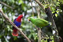 Eclectus Parrot (Eclectus roratus) pair, female on left and male on right, Cape York Peninsula, North Queensland, Queensland, Australia