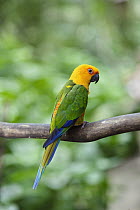 Jendaya Conure (Aratinga jandaya) parrot, South America