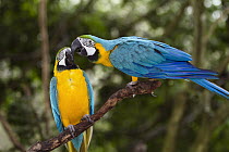 Blue and Yellow Macaw (Ara ararauna) pair billing, South America