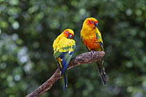 Sun Parakeet (Aratinga solstitialis) pair, South America