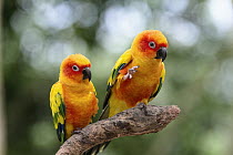 Sun Parakeet (Aratinga solstitialis) pair, South America