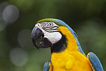 Blue and Yellow Macaw (Ara ararauna) portrait, South America