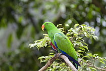 Eclectus Parrot (Eclectus roratus) male, Cape York Peninsula, North Queensland, Queensland, Australia