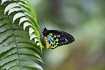 Common Green Birdwing (Ornithoptera priamus) butterfly male, Atherton Tableland, Queensland, Australia