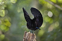 Victoria's Riflebird (Ptiloris victoriae) male displaying, Atherton Tableland, Queensland, Australia