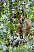 Lumholtz's Tree-kangaroo (Dendrolagus lumholtzi) in tree, North Queensland, Queensland, Australia