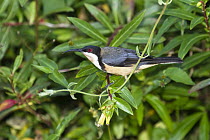 Eastern Spinebill (Acanthorhynchus tenuirostris) male, Atherton Tableland, Queensland, Australia