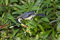 Eastern Spinebill (Acanthorhynchus tenuirostris) male feeding on nectar, Atherton Tableland, Queensland, Australia