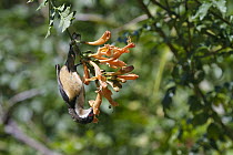 Eastern Spinebill (Acanthorhynchus tenuirostris) female feeding on nectar, Atherton Tableland, Queensland, Australia