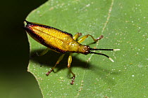 True Bug in rainforest, Atherton Tableland, Queensland, Australia