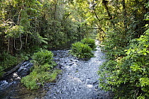Henrietta Creek in rainforest, Atherton Tableland, Queensland, Australia