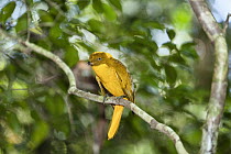 Golden Bowerbird (Prionodura newtoniana) male, Atherton Tableland, Queensland, Australia