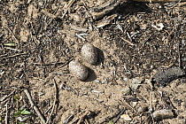 Bush Stone-curlew (Burhinus grallarius) eggs on ground nest, North Queensland, Queensland, Australia