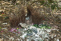 Great Bowerbird (Chlamydera nuchalis) male carrying plastic in bower, Townsville, Queensland, Australia