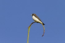 White-breasted Woodswallow (Artamus leucorynchus), Townsville, Queensland, Australia