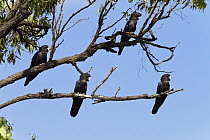 Red-tailed Black-Cockatoo (Calyptorhynchus banksii) females, Queensland, Australia