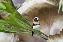 Chestnut-breasted Munia (Lonchura castaneothorax), Queensland, Australia