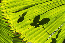 Licuala Fan Palm (Licuala ramsayi) frond and leaf shadow, Daintree National Park, North Queensland, Queensland, Australia