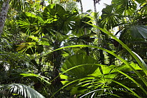 Licuala Fan Palm (Licuala ramsayi) group in forest, Mission Beach, North Queensland, Queensland, Australia