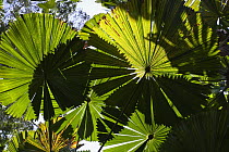 Licuala Fan Palm (Licuala ramsayi) fronds, Mission Beach, North Queensland, Queensland, Australia