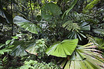 Licuala Fan Palm (Licuala ramsayi) in forest, Mission Beach, North Queensland, Queensland, Australia