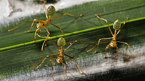 Green Tree Ant (Oecophylla smaragdina) trio guarding their nest, Queensland, Australia