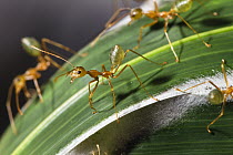 Green Tree Ant (Oecophylla smaragdina) group guarding their nest, Queensland, Australia