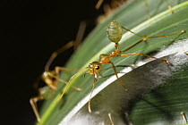 Green Tree Ant (Oecophylla smaragdina) group guarding their nest, Queensland, Australia