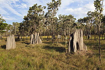 Magnetic Termite (Amitermes meridionalis) mounds, Cape York Peninsula, North Queensland, Queensland, Australia
