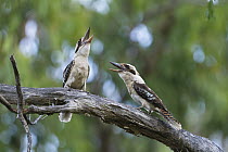 Laughing Kookaburra (Dacelo novaeguineae) pair calling, Queensland, Australia