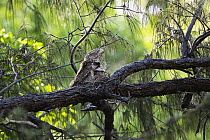 Papuan Frogmouth (Podargus papuensis) parent with chick on its nest, Iron Range National Park, Cape York Peninsula, North Queensland, Queensland, Australia