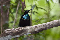 Magnificent Riflebird (Ptiloris magnificus) male, Iron Range National Park, Cape York Peninsula, North Queensland, Queensland, Australia