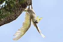 Sulphur-crested Cockatoo (Cacatua galerita) hanging from branch, Iron Range National Park, Cape York peninsula, North Queensland, Queensland, Australia