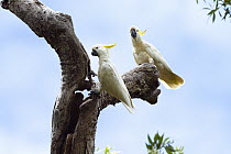 Sulphur-crested Cockatoo (Cacatua galerita) pair, Iron Range National Park, Cape York peninsula, North Queensland, Queensland, Australia