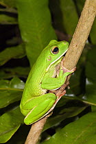 White-lipped Tree Frog (Litoria infrafrenata), Iron Range National Park, Cape York Peninsula, North Queensland, Queensland, Australia