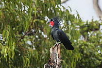Palm Cockatoo (Probosciger aterrimus) calling, Cape York Peninsula, North Queensland, Queensland, Australia