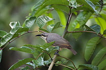 Victoria's Riflebird (Ptiloris victoriae) female, Atherton Tableland, Queensland, Australia