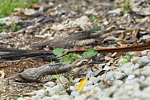 Bush Stone-curlew (Burhinus grallarius) pair camouflaged on stony ground, North Queensland, Queensland, Australia