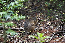 Red-legged Pademelon (Thylogale stigmatica), Atherton Tableland, North Queensland, Queensland, Australia