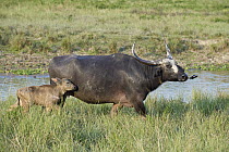 Water Buffalo (Bubalus arnee) mother and young calf, Kaziranga National Park, India