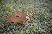 Hog Deer (Axis porcinus) males, Kaziranga National Park, India