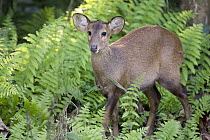 Hog Deer (Axis porcinus) female, Kaziranga National Park, India, digitally manipulated