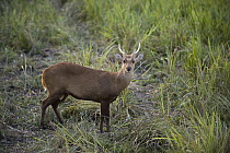 Hog Deer (Axis porcinus) male, Kaziranga National Park, India